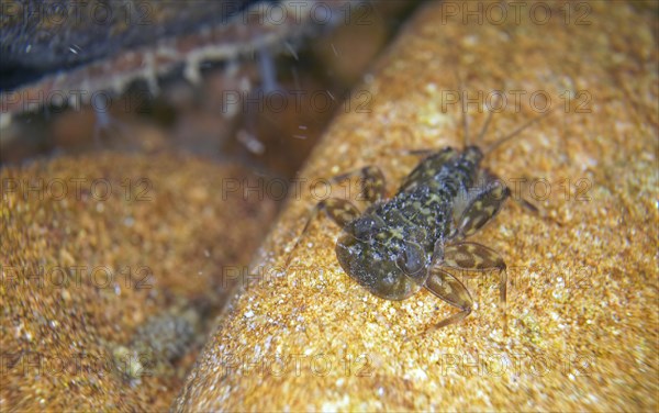 Larva of mayfly larva of veinlet