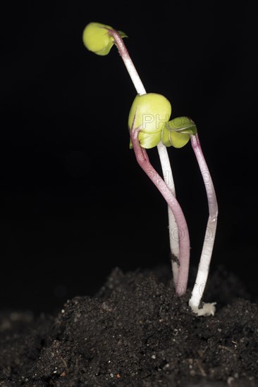 Shoots of black radish