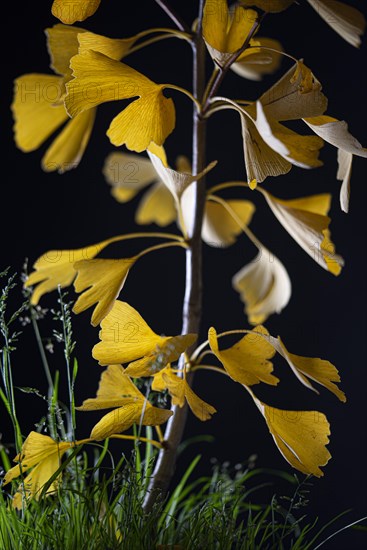 Ginkgo