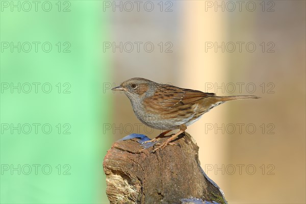 Dunnock