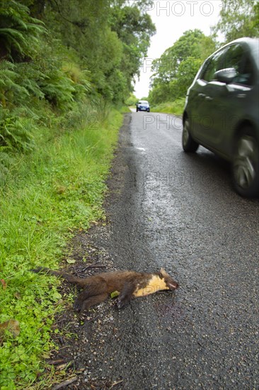 Pine marten