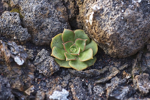 Thick-leaved plant on grey lava rock