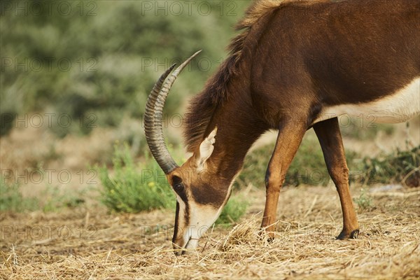 Sable antelope