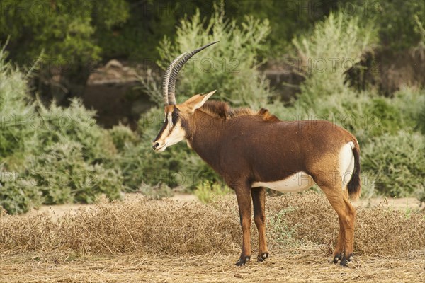 Sable antelope