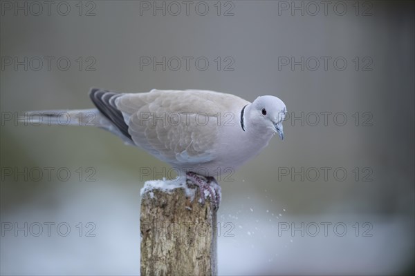 Eurasian collared dove