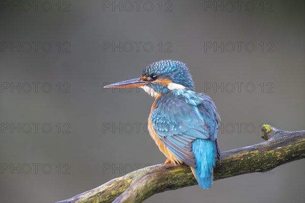 Common kingfisher