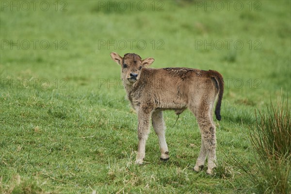 Aurochs