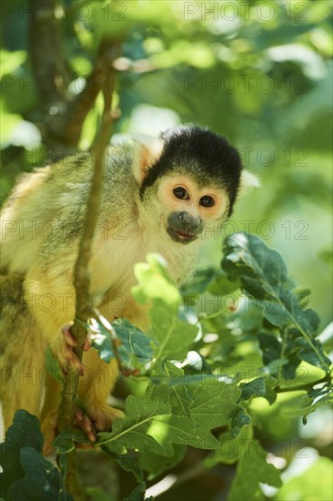 Common squirrel monkey