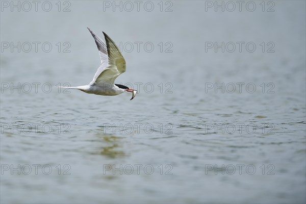 Elegant tern