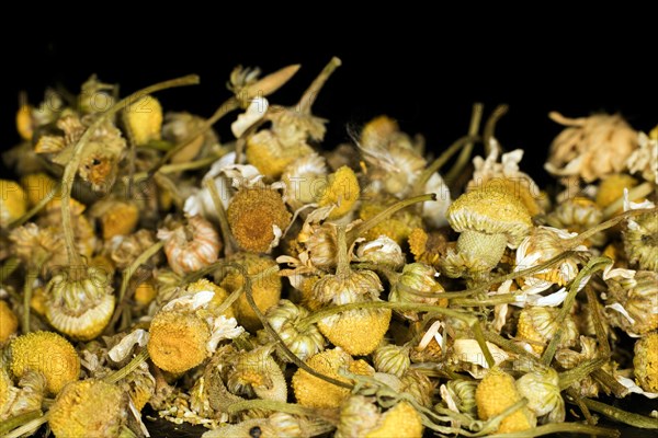 Handpicked flowers of blue chamomile