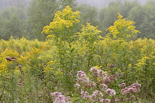 Hemp agrimony