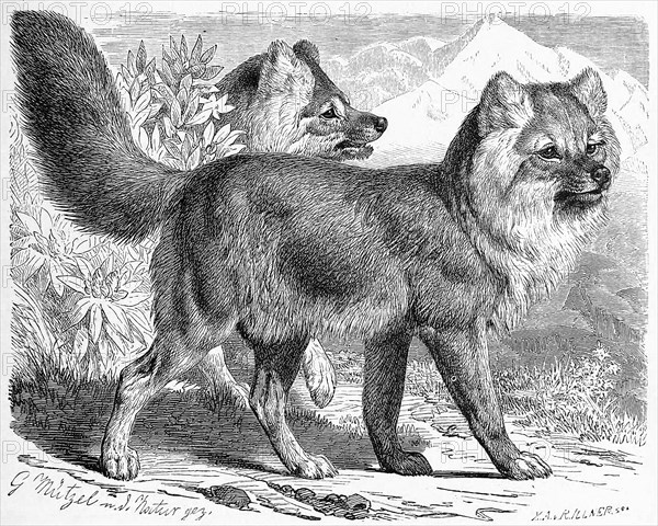 Alpine Wolf