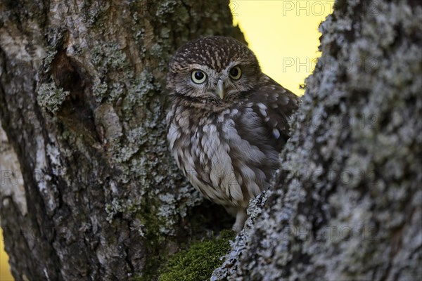 Pygmy Owl