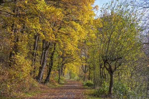 Path in autumn forest