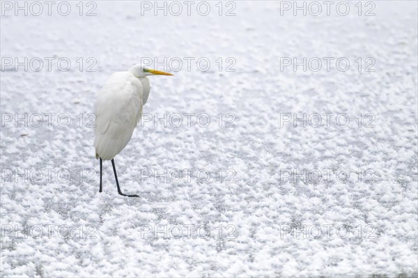 Great egret