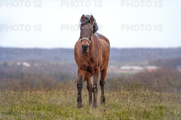 Horse on pasture