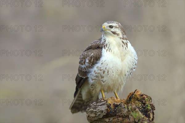 Common steppe buzzard