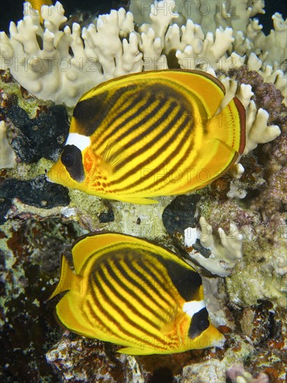 Pair of diagonal butterflyfish