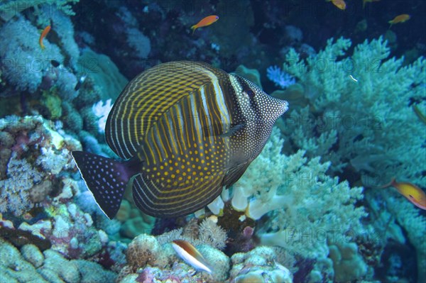 Indian desjardin's sailfin tang