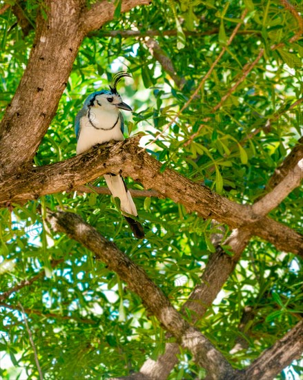 White-throated Magpie