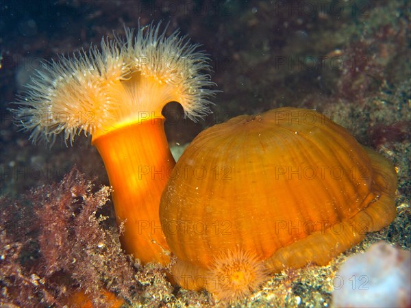 2 clonal plumose anemones