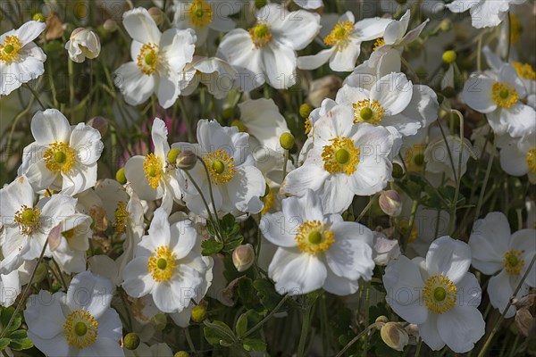 White-flowered chinese anemones