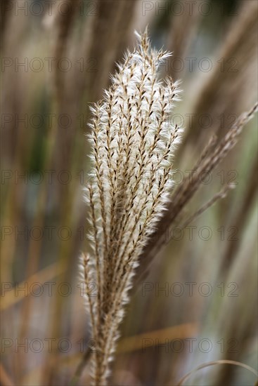 Garden Chinese reed