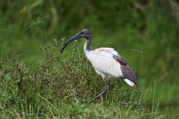 African Sacred Ibis