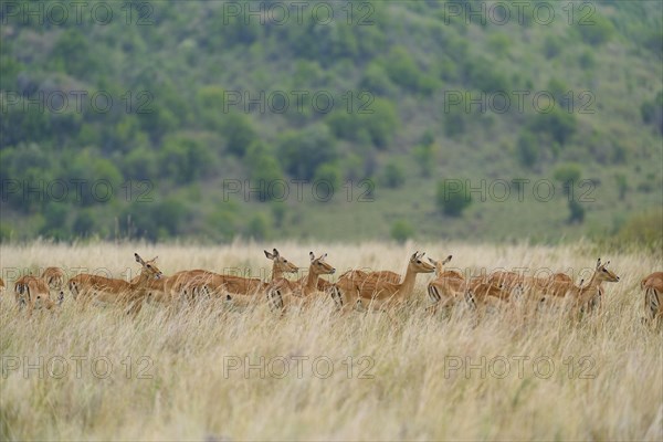 Black heeled antelope