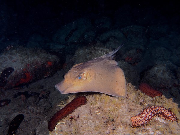 Common eagle ray