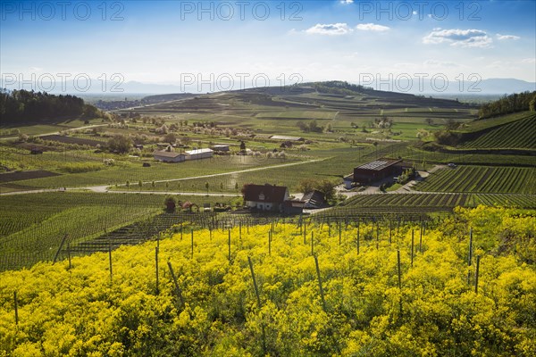 View of village and vineyards