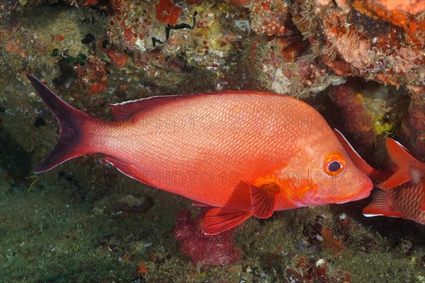 Humpback red snapper