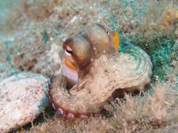 Juvenile Common Octopus