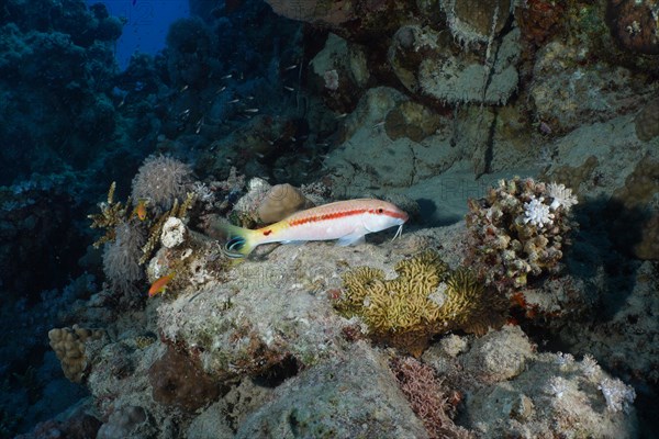 Red sea goatfish