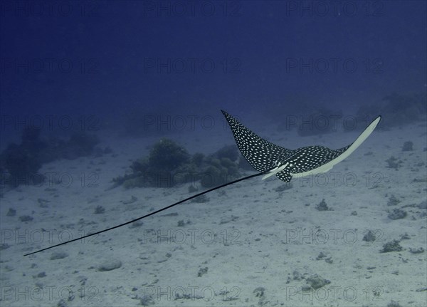 Spotted eagle ray