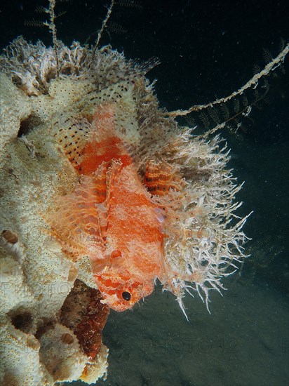 Red Sea Dwarf Lionfish