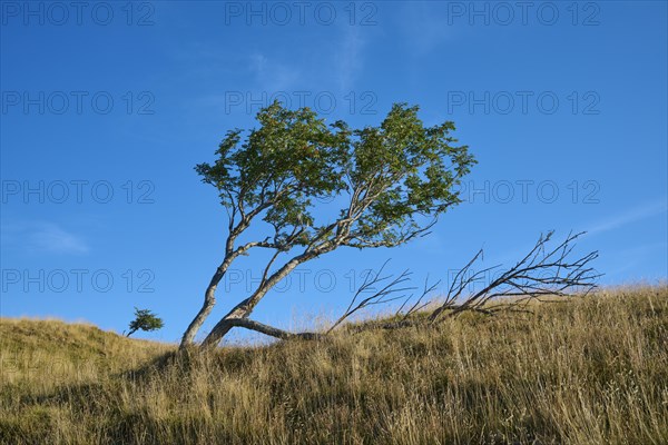 European rowan