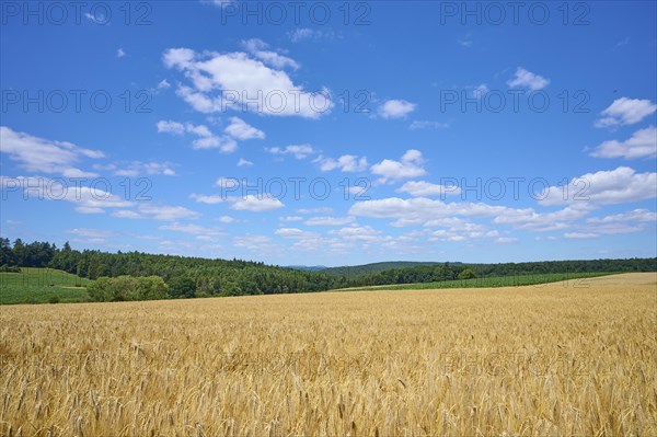 Landscape with barley field in summer