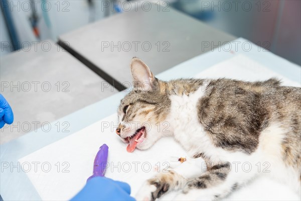 Veterinary clinic with a cat