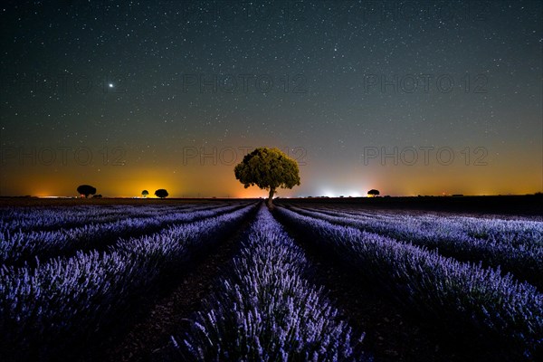 Beautiful night landscape with a milky way in a summer lavender field