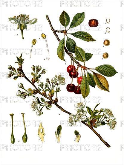 Medicinal plant