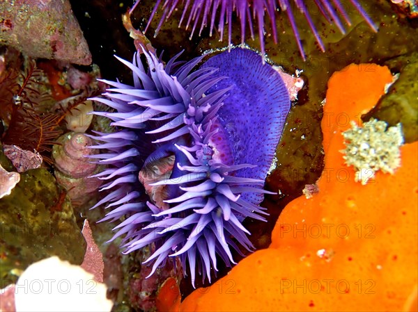 Purple Sea Anemone