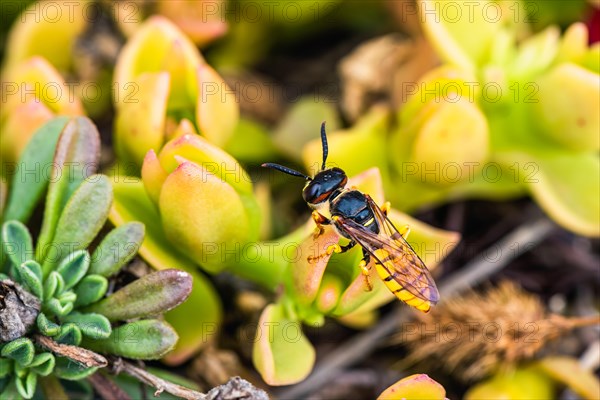 European Beewolf