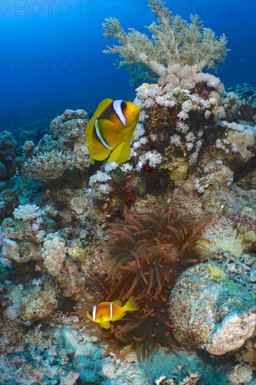 Two red sea clownfishes