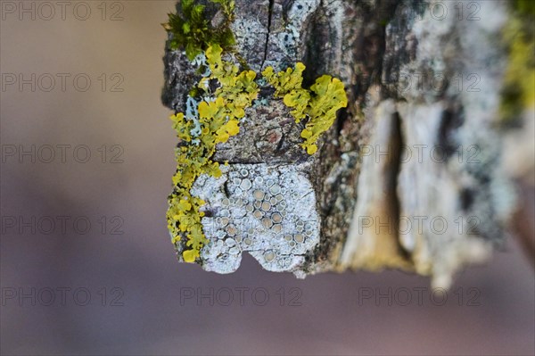 Common orange lichen