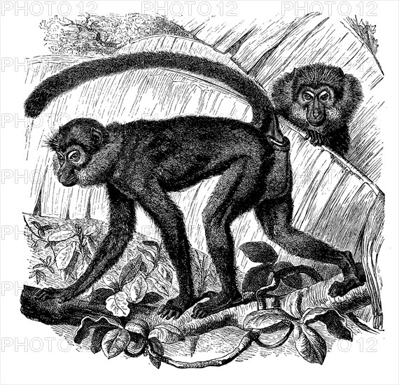 Moor monkey