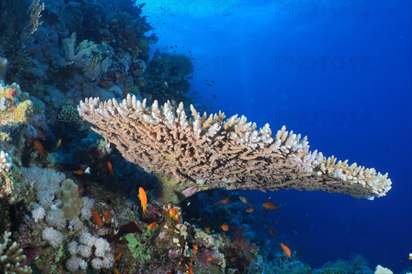 Pharaoh's coniferous coral