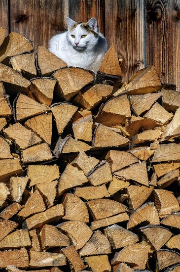 Stacked firewood with felidae