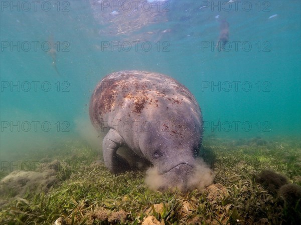 West indian manatee