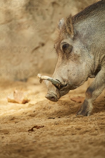 Portrait of a Common warthog